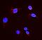 Dihydrofolate Reductase antibody, PB9175, Boster Biological Technology, Immunofluorescence image 