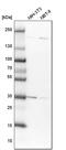 DnaJ Heat Shock Protein Family (Hsp40) Member C9 antibody, PA5-57198, Invitrogen Antibodies, Western Blot image 