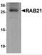 RAB12 antibody, NBP2-82030, Novus Biologicals, Western Blot image 