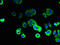 SFT2 Domain Containing 2 antibody, LS-C396511, Lifespan Biosciences, Immunofluorescence image 