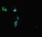 Centrosomal protein of 290 kDa antibody, LS-C677506, Lifespan Biosciences, Immunofluorescence image 