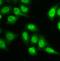 Proteasome Subunit Beta 9 antibody, FNab04810, FineTest, Immunofluorescence image 