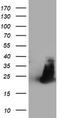 Protein-lysine methyltransferase METTL21A antibody, LS-C173448, Lifespan Biosciences, Western Blot image 