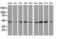 DnaJ Heat Shock Protein Family (Hsp40) Member A2 antibody, MA5-25236, Invitrogen Antibodies, Western Blot image 