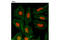 Histone H3 antibody, 12244S, Cell Signaling Technology, Immunofluorescence image 