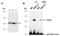 Early Growth Response 2 antibody, R0814-3, Abiocode, Western Blot image 