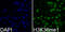 Histone Cluster 3 H3 antibody, GTX54107, GeneTex, Immunocytochemistry image 