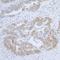 Cystathionine beta-synthase antibody, A304-780A, Bethyl Labs, Immunohistochemistry frozen image 