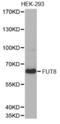 Alpha-(1,6)-fucosyltransferase antibody, abx002298, Abbexa, Western Blot image 