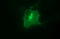 Epithelial Cell Adhesion Molecule antibody, CF506627, Origene, Immunofluorescence image 
