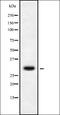 Apoptotic Chromatin Condensation Inducer 1 antibody, orb337847, Biorbyt, Western Blot image 