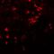 Solute Carrier Family 39 Member 8 antibody, NBP1-76505, Novus Biologicals, Immunohistochemistry frozen image 