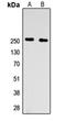 Chromodomain Helicase DNA Binding Protein 2 antibody, orb234809, Biorbyt, Western Blot image 
