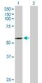SUFU Negative Regulator Of Hedgehog Signaling antibody, H00051684-D01P, Novus Biologicals, Western Blot image 