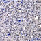 H2A Histone Family Member Y antibody, 22-656, ProSci, Immunohistochemistry frozen image 