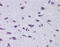 Diencephalon/Mesencephalon Homeobox 1 antibody, 28-674, ProSci, Immunohistochemistry frozen image 