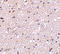 Huntingtin-associated protein 1 antibody, 4205, ProSci Inc, Immunohistochemistry frozen image 