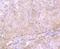 Apolipoprotein A2 antibody, NBP2-75410, Novus Biologicals, Immunohistochemistry paraffin image 
