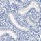 Hook Microtubule Tethering Protein 1 antibody, HPA018537, Atlas Antibodies, Immunohistochemistry frozen image 