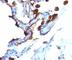 Keratin 8 antibody, V3073IHC-7ML, NSJ Bioreagents, Immunohistochemistry paraffin image 
