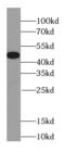 Inhibitor of growth protein 3 antibody, FNab04312, FineTest, Western Blot image 