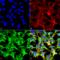 Sulfotyrosine antibody, SMC-522D-FITC, StressMarq, Immunocytochemistry image 