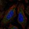 Coenzyme Q4 antibody, HPA021406, Atlas Antibodies, Immunocytochemistry image 