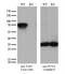 Yes Associated Protein 1 antibody, TA813309S, Origene, Western Blot image 