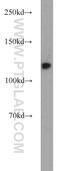Minichromosome Maintenance Complex Component 2 antibody, 10513-1-AP, Proteintech Group, Western Blot image 