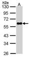 HsMAD2 antibody, GTX111131, GeneTex, Western Blot image 