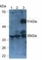 Angiopoietin Like 6 antibody, LS-C292827, Lifespan Biosciences, Western Blot image 