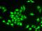 Zinc finger protein 217 antibody, orb247732, Biorbyt, Immunofluorescence image 