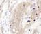 Chaperonin Containing TCP1 Subunit 3 antibody, A303-459A, Bethyl Labs, Immunohistochemistry frozen image 