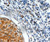 Forkhead Box O1 antibody, A2934, ABclonal Technology, Immunohistochemistry paraffin image 