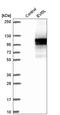 Ecotropic Viral Integration Site 5 Like antibody, HPA043099, Atlas Antibodies, Western Blot image 