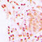 CREB Binding Protein antibody, LS-C355973, Lifespan Biosciences, Immunohistochemistry frozen image 