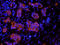 SSX Family Member 2 Interacting Protein antibody, orb330721, Biorbyt, Immunofluorescence image 