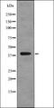 Complement C5a Receptor 1 antibody, orb336128, Biorbyt, Western Blot image 