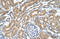 Monocarboxylate transporter 3 antibody, ARP43935_T100, Aviva Systems Biology, Immunohistochemistry paraffin image 