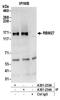 RNA Binding Motif Protein 27 antibody, A301-233A, Bethyl Labs, Immunoprecipitation image 