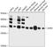 JunD Proto-Oncogene, AP-1 Transcription Factor Subunit antibody, orb12592, Biorbyt, Western Blot image 