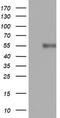 CD4 antibody, TA802200AM, Origene, Western Blot image 