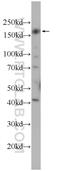 Centrosomal protein of 164 kDa antibody, 22227-1-AP, Proteintech Group, Western Blot image 