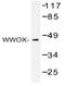 WW Domain Containing Oxidoreductase antibody, AP20494PU-N, Origene, Western Blot image 