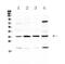 E3 ubiquitin-protein ligase CHIP antibody, A01236-1, Boster Biological Technology, Western Blot image 