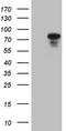 Podocalyxin Like antibody, LS-C794127, Lifespan Biosciences, Western Blot image 
