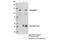 Neurabin-2 antibody, 14136S, Cell Signaling Technology, Immunoprecipitation image 