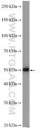 NADH:Ubiquinone Oxidoreductase Complex Assembly Factor 7 antibody, 28025-1-AP, Proteintech Group, Western Blot image 