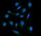 SH3GL2 antibody, A05430-2, Boster Biological Technology, Immunofluorescence image 