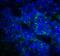 CD276 Molecule antibody, RF16093, ProSci, Immunofluorescence image 